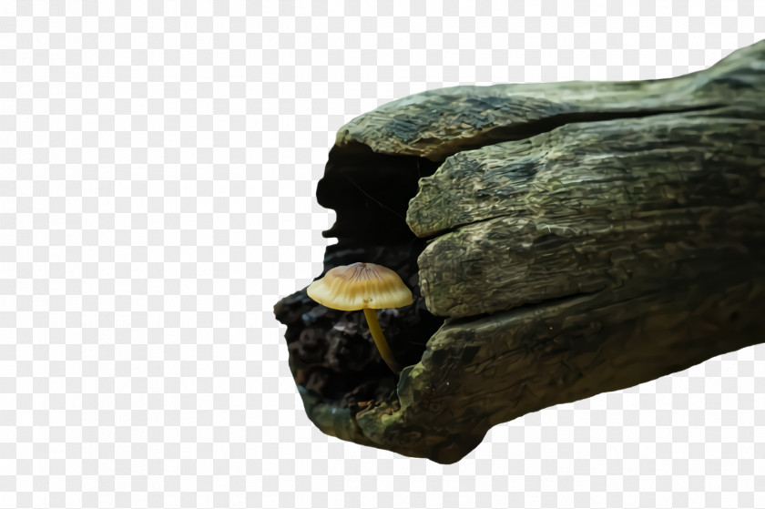 Sculpture Igneous Rock Wood Bedrock Geology Tree PNG