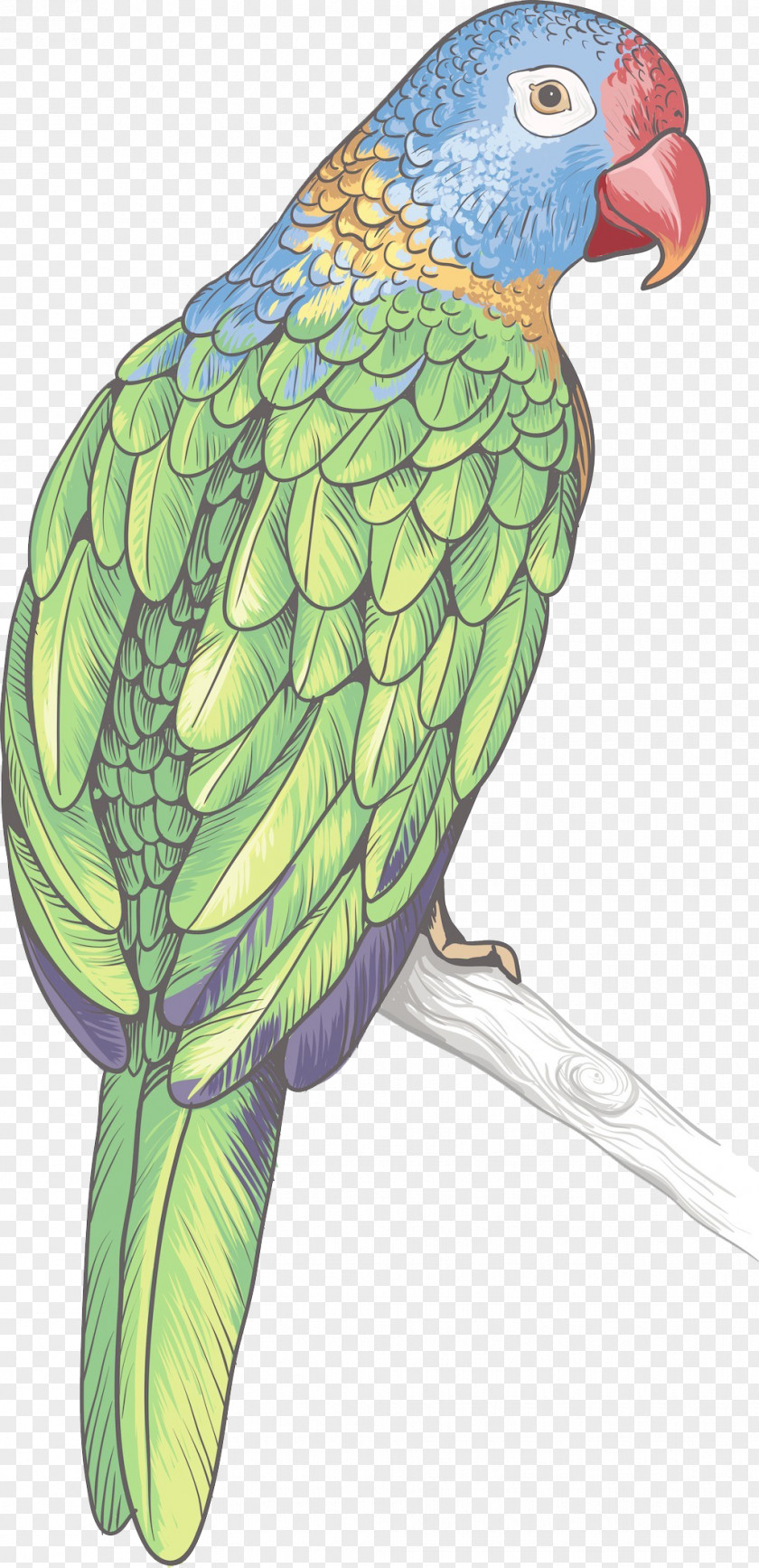 Color Hand-painted Parrot Element Amazon Bird PNG