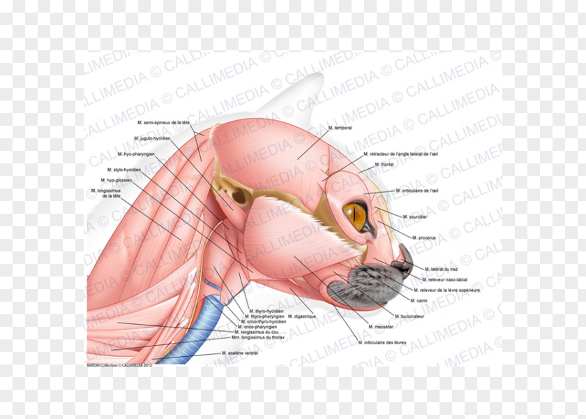 Ear Cat Ischiocavernosus Muscle Anatomy PNG