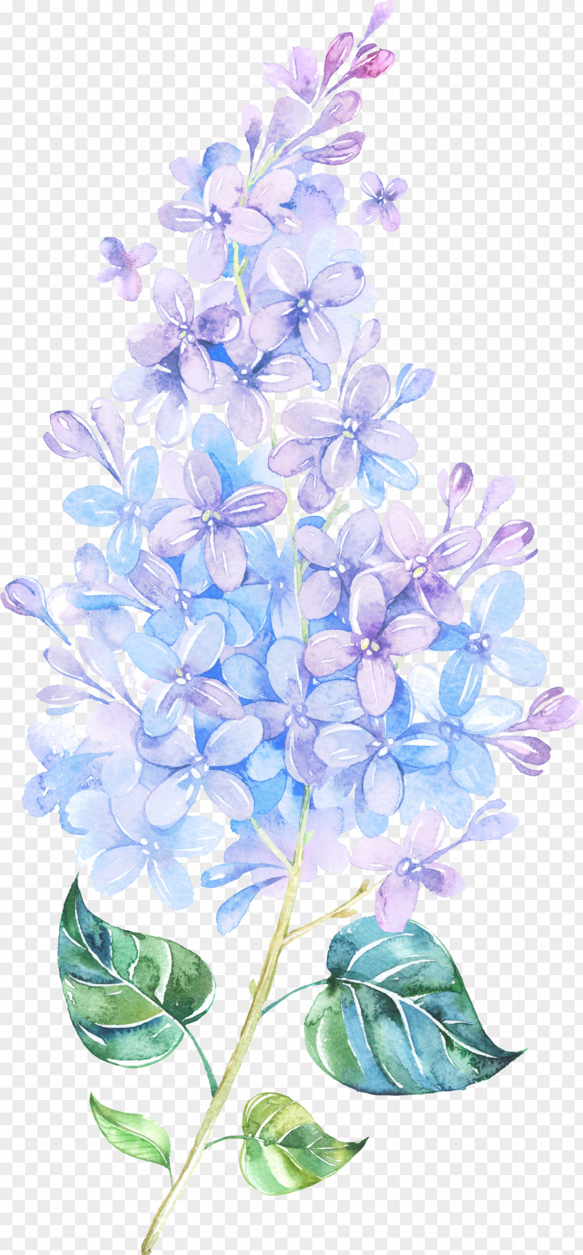 Flower Lilac Watercolor Painting Purple PNG painting , Floating Flower, purple lilac clipart PNG