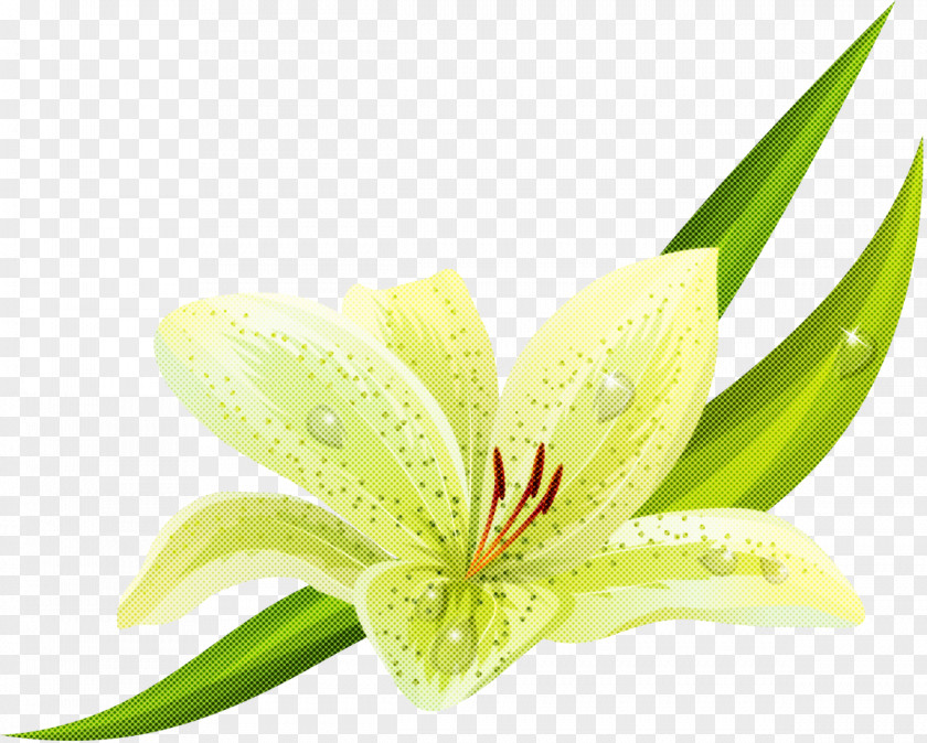 Flower Plant Amaryllis Belladonna Lily Petal PNG