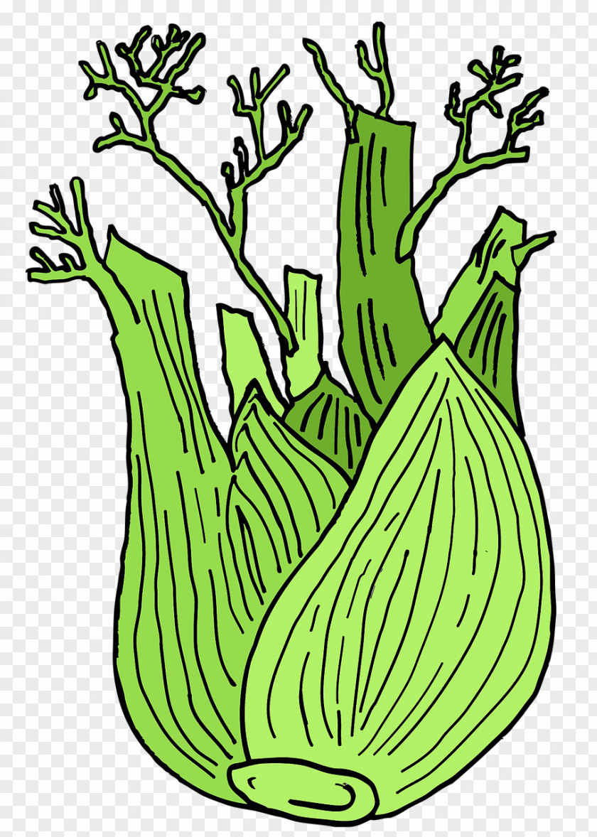 Green Vegetables Fennel Plant Vegetable Anise Drawing PNG