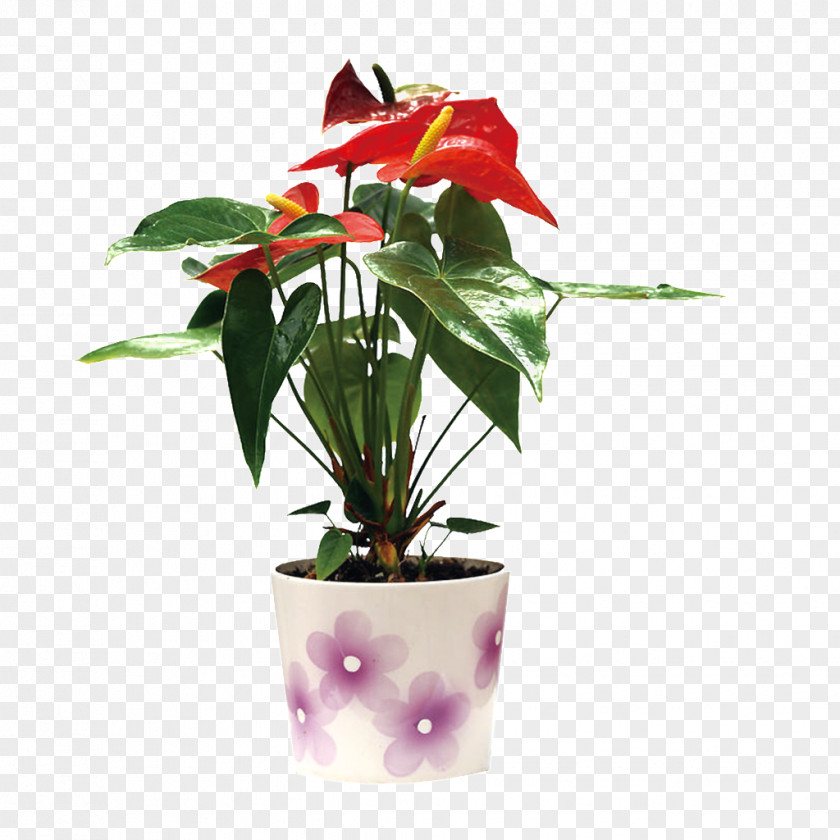 Painter's-palette Leaf Succulent Plant Clivia Lucky Bamboo PNG
