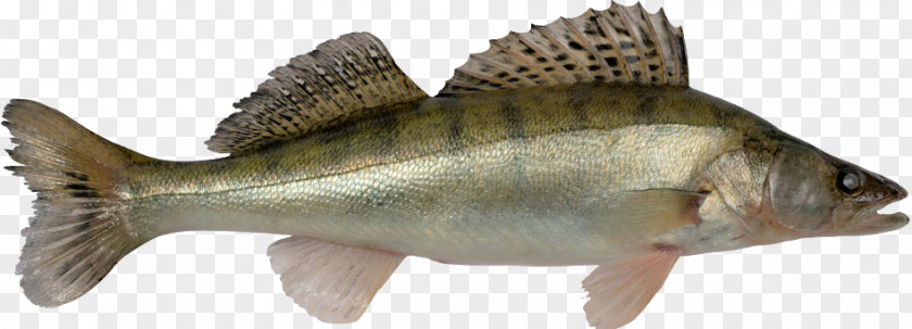 Yellow Perch Zander European Walleye Fish PNG