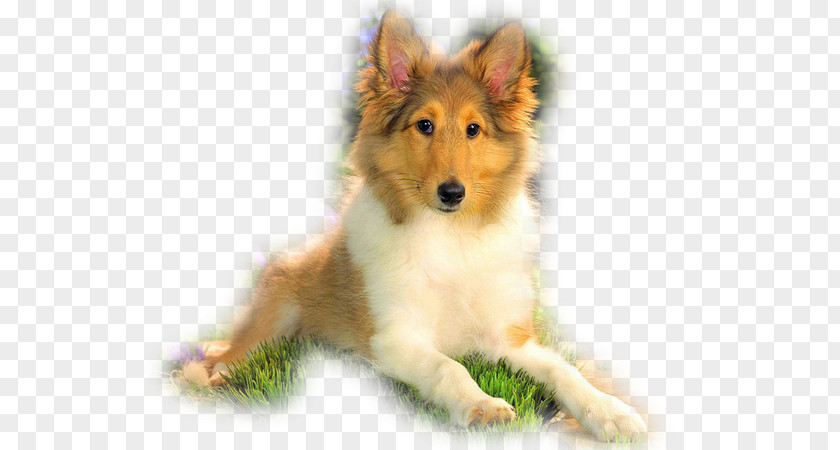 Cat Rough Collie Shetland Sheepdog Domestic Animal Scotch PNG