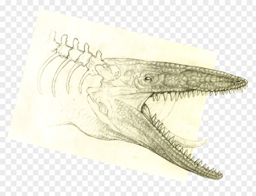 Crocodile Velociraptor Drawing /m/02csf Jaw PNG