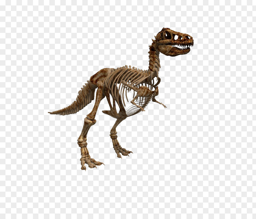 Dinosaur Tyrannosaurus Fossil Vector Graphics Stock.xchng PNG