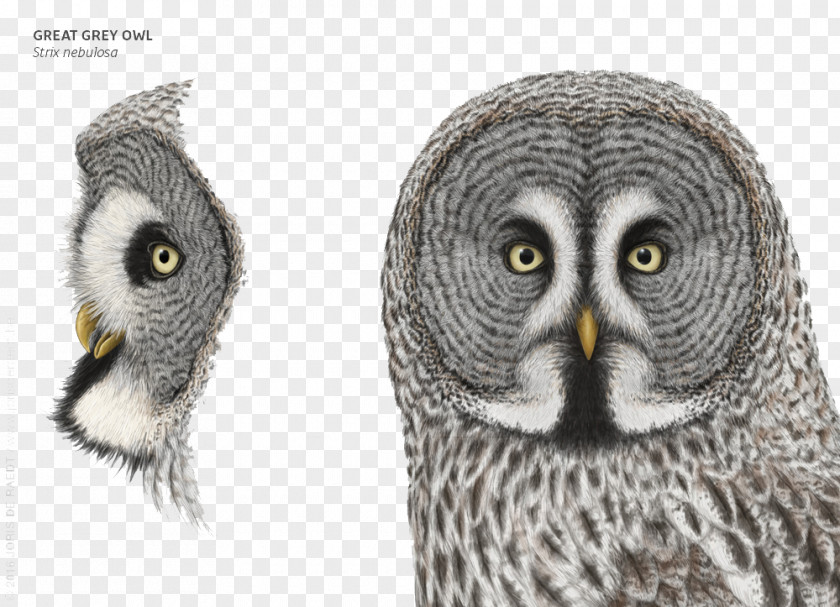 Grey Owl Pattern Great Clip Art PNG