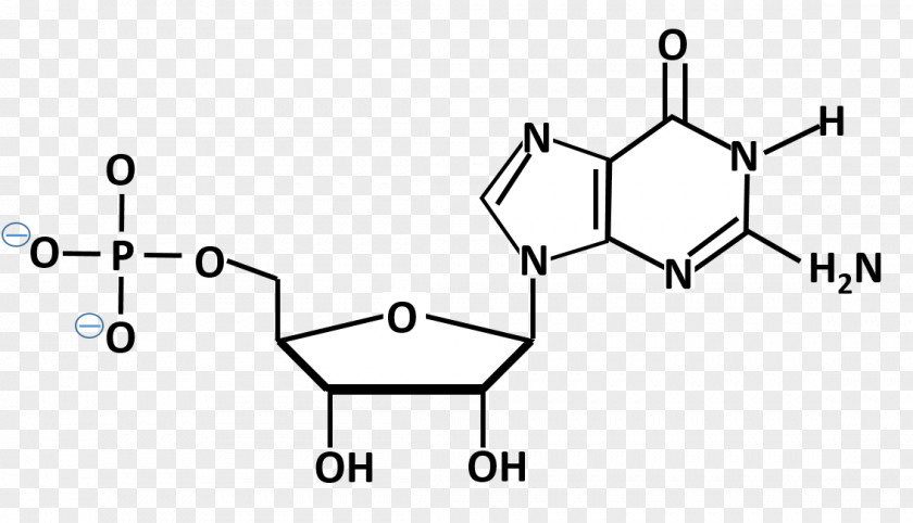 Guanosine Monophosphate Guanine Adenosine Nucleoside PNG monophosphate Nucleoside, clipart PNG