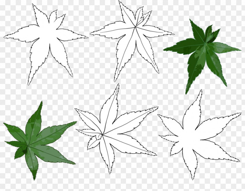 Maple Leaf Painted Simple Pen Black And White Line Art PNG