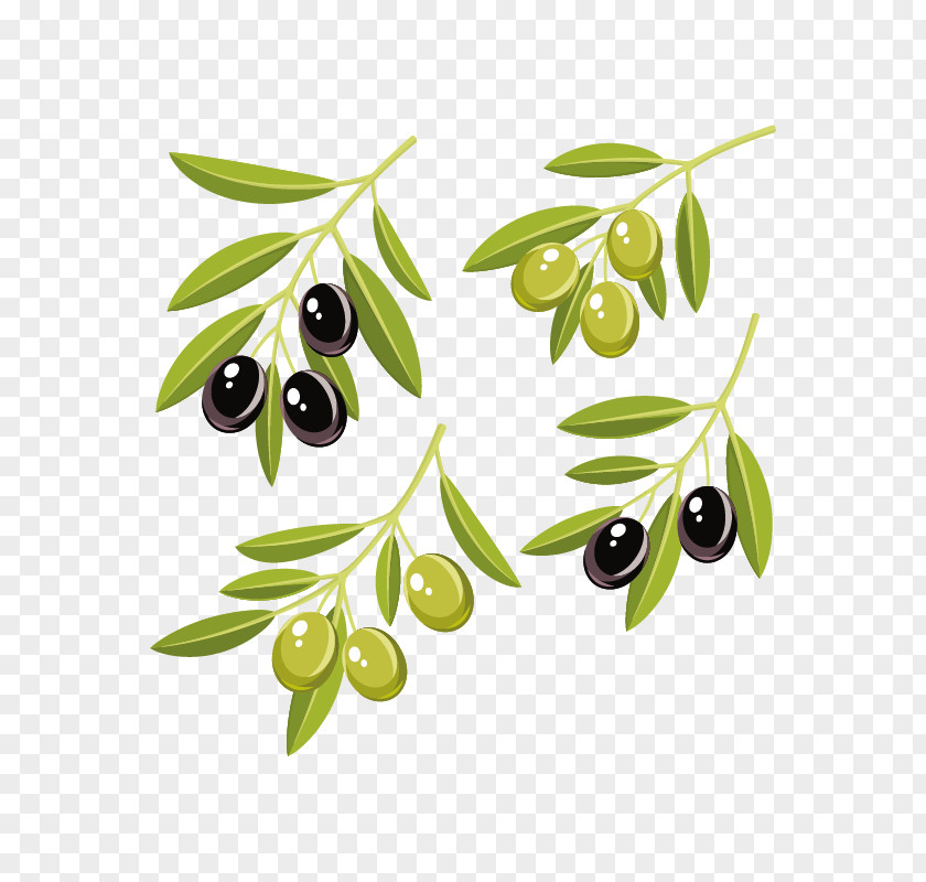Olive Branch Coloring Page Oil Vector Graphics Clip Art Leaf PNG
