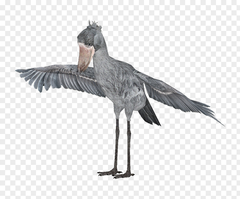 Shoebill Heron Bird Beak Animal PNG