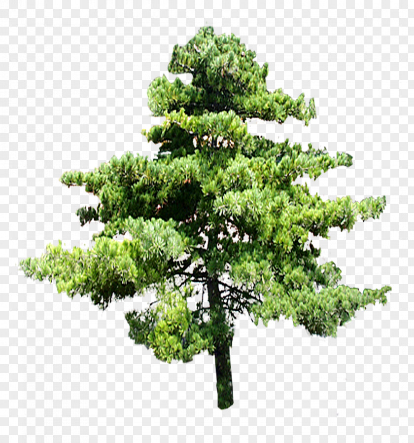 Trees Tree Digital Image Clip Art PNG