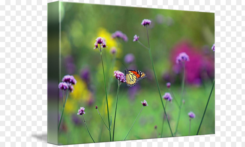 Butterfly Gallery Wrap Meadow Canvas Wildflower PNG