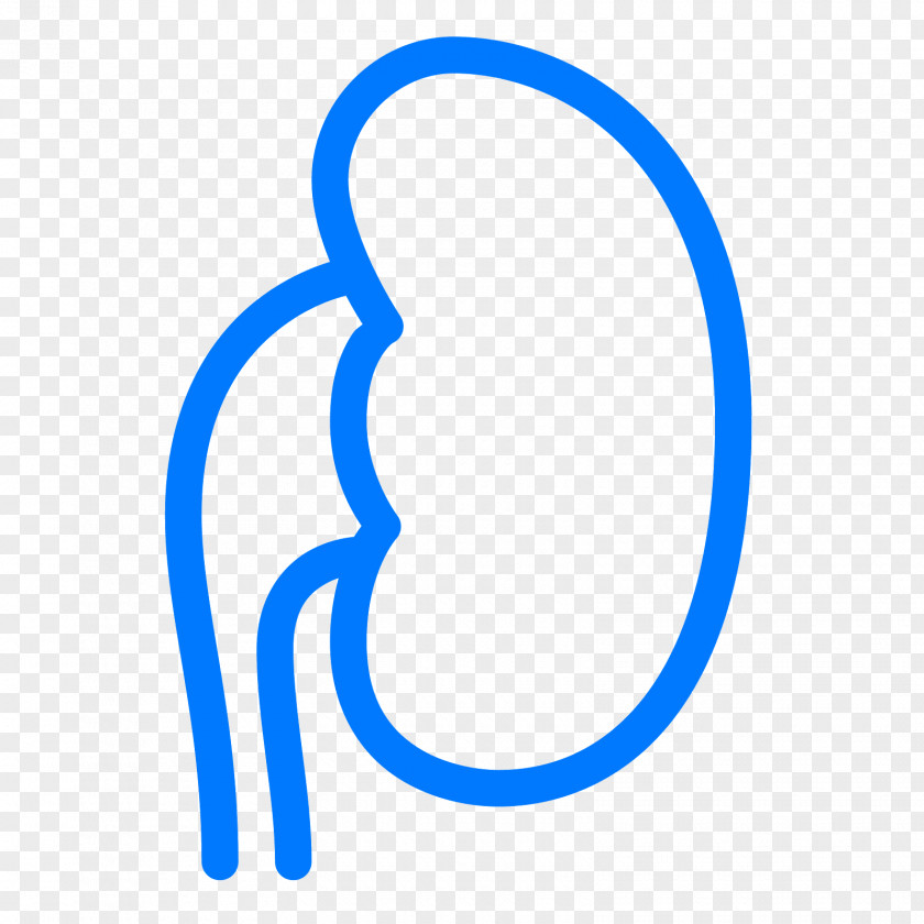Kidney Clip Art PNG