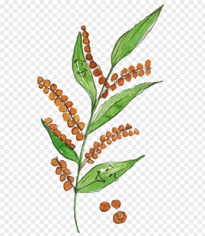 Leaf Plant Stem Herbalism Tree PNG
