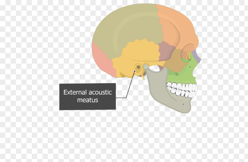 Skull Temporal Bone Human Skeleton Mastoid Process PNG