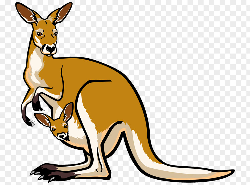 Australia Kangaroo Koala Clip Art PNG