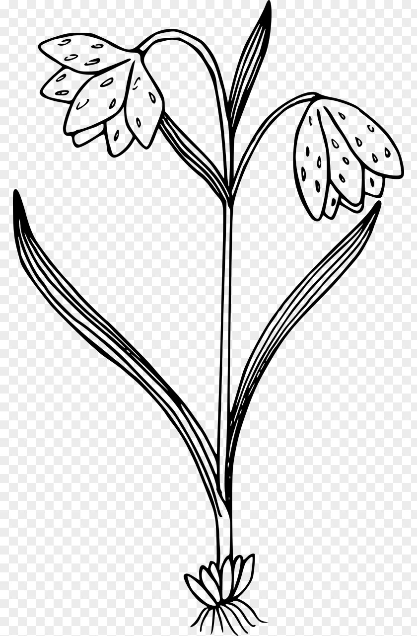 Flower Black And White Clip Art PNG