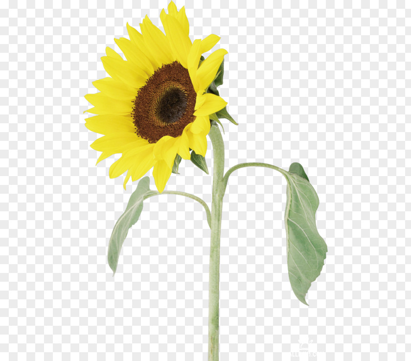 Flower Common Sunflower Adobe Photoshop Clip Art Borders And Frames PNG