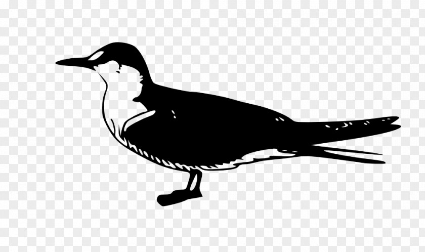Gull Arctic Tern Common Fairy Bird Clip Art PNG