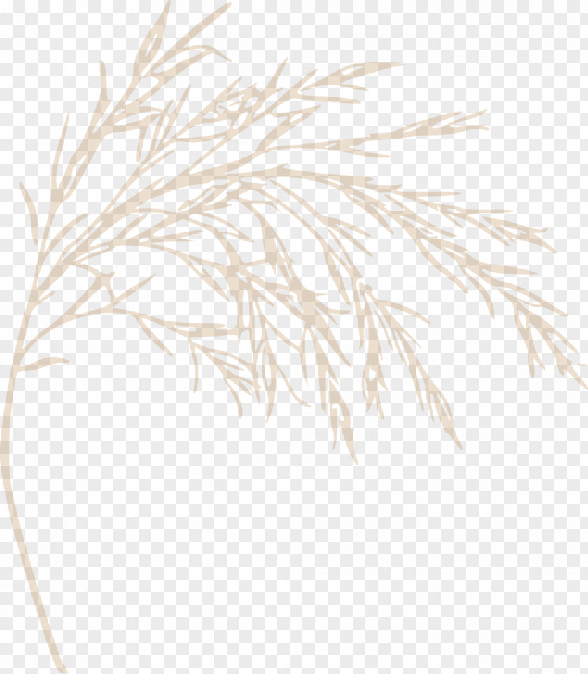 Line Grasses Commodity White Family PNG