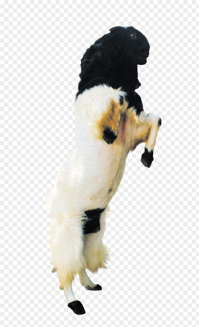 Sheep Jamnapari Goat Boer Kalahari Red Sate Kambing PNG