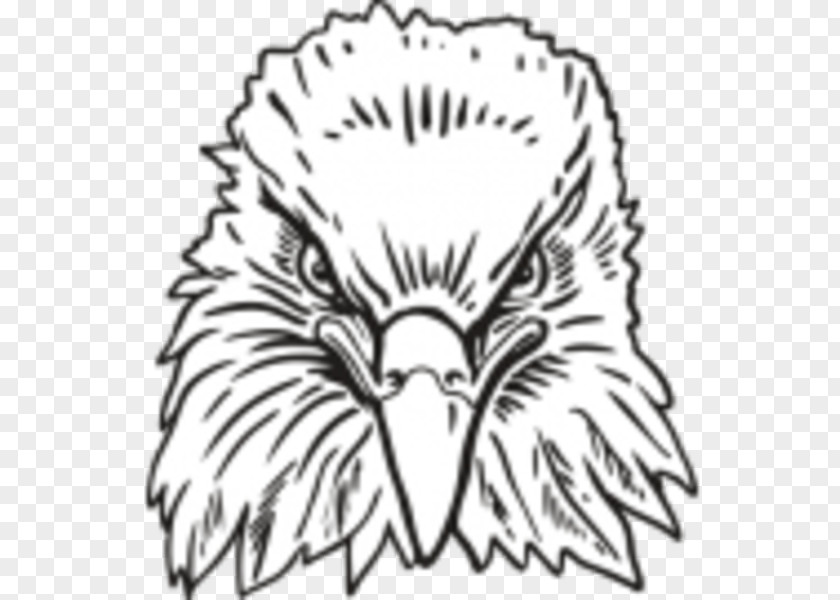 Eagle Bald Bird Clip Art PNG