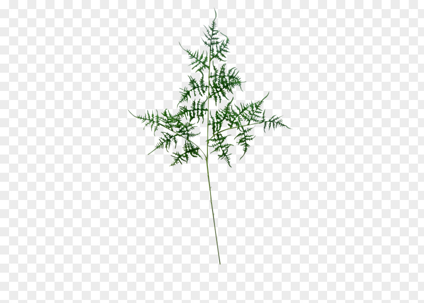 Fern Moss Leaf Shrub Plant Stem Twig PNG