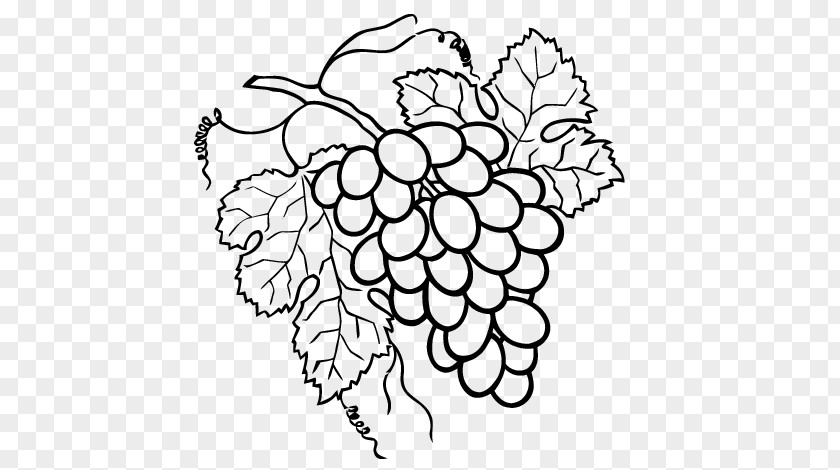 Grape Drawing Raceme Painting PNG