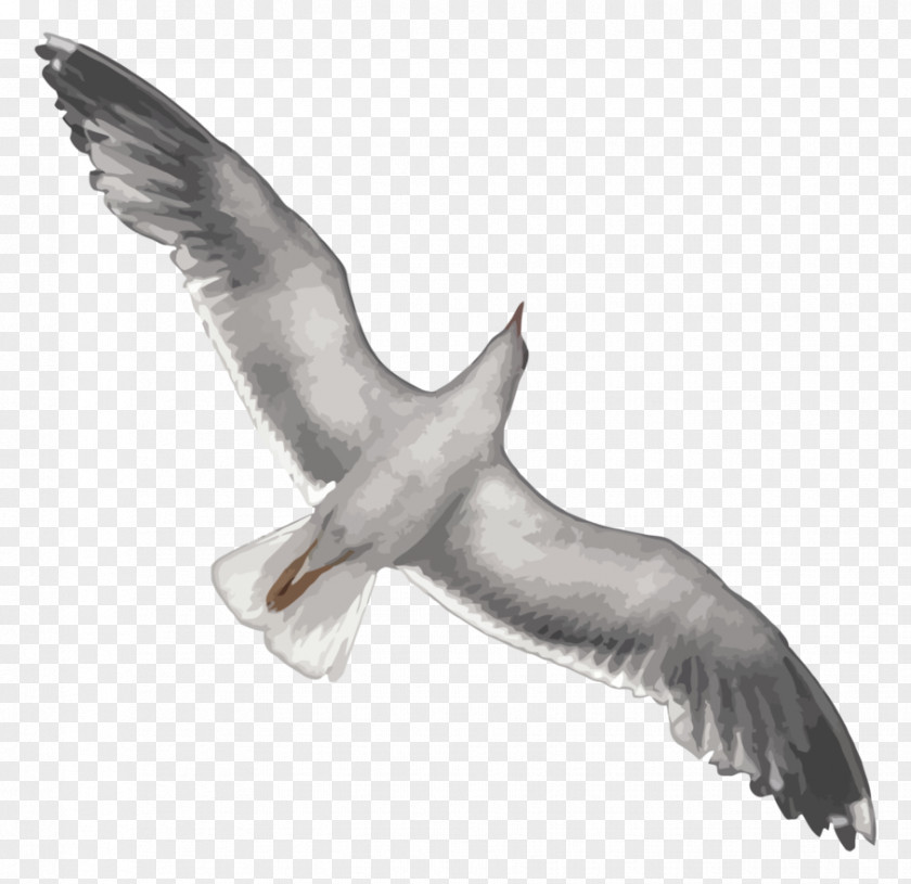 Seagull Gulls European Herring Gull Digital Art PNG