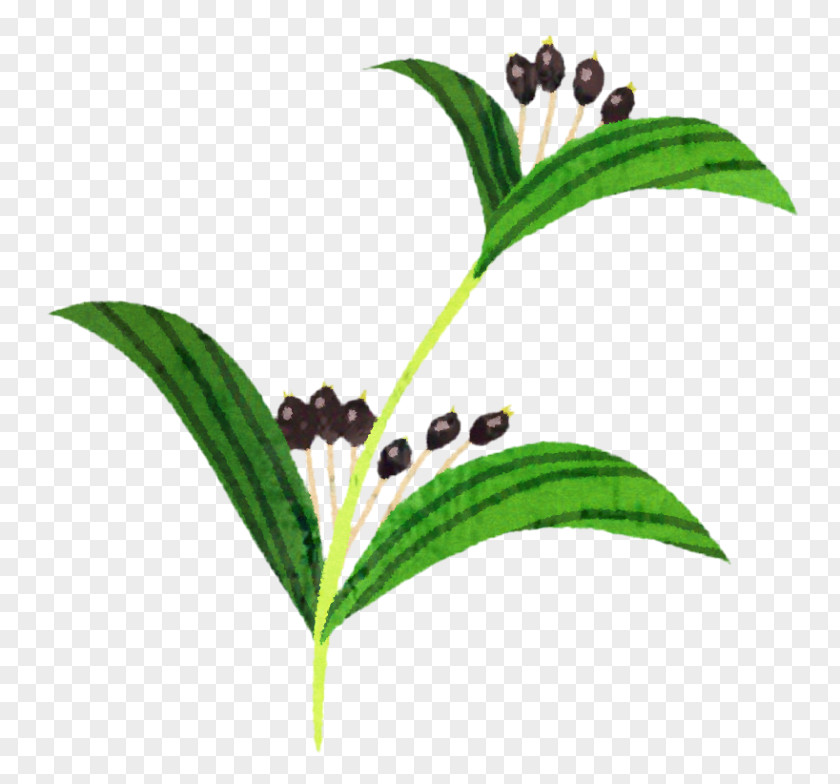 Adlay Barley Tea Extract Food PNG