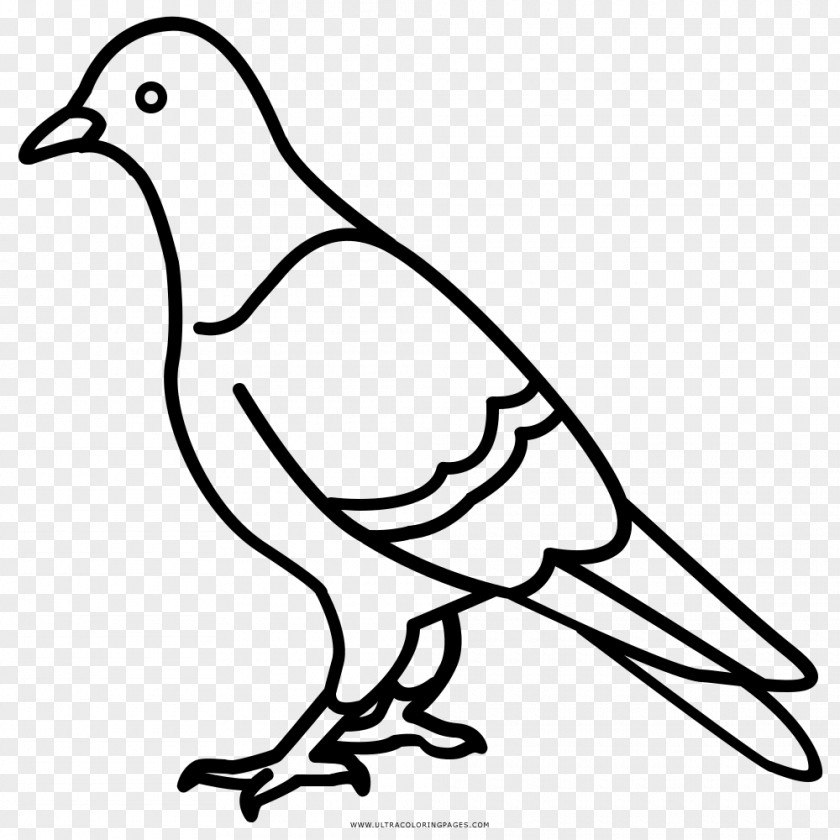 Chocolate Bite Rock Dove Columbidae Drawing Coloring Book PNG