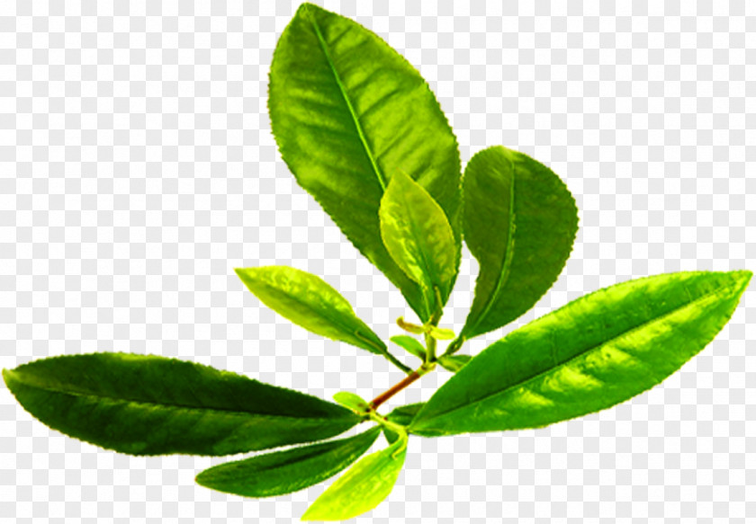 HD Green Tea Decoration Free Downloads Download PNG