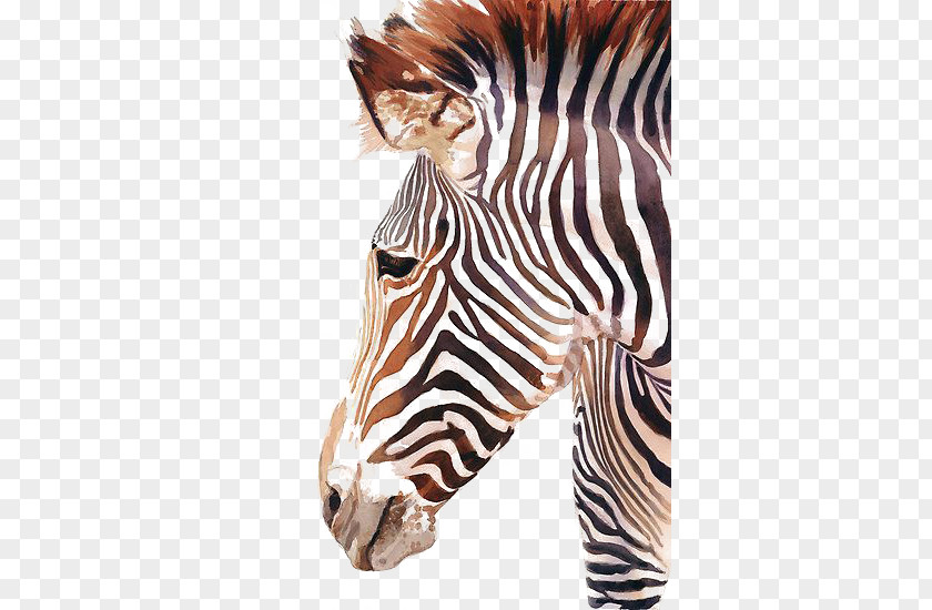 Zebra PNG clipart PNG