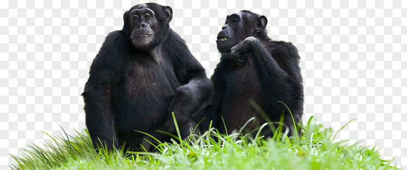 Common Chimpanzee Western Gorilla Transparency And Translucency Budongo Forest PNG
