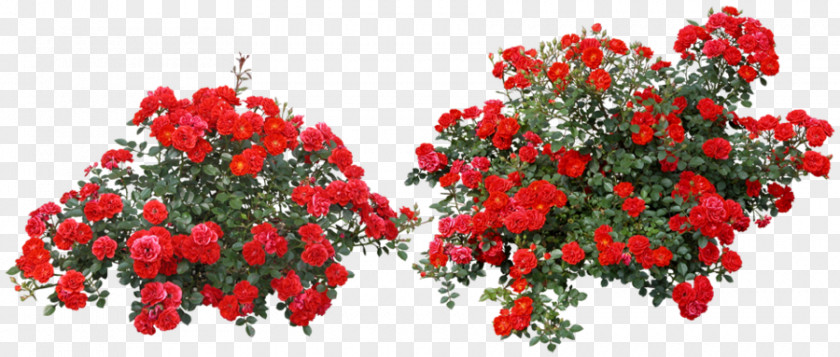 Garden Flower Rose Clip Art Shrub Image PNG