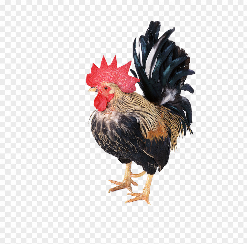 Heights Cock Polish Chicken Rooster Guineafowl Poultry Cartoon PNG