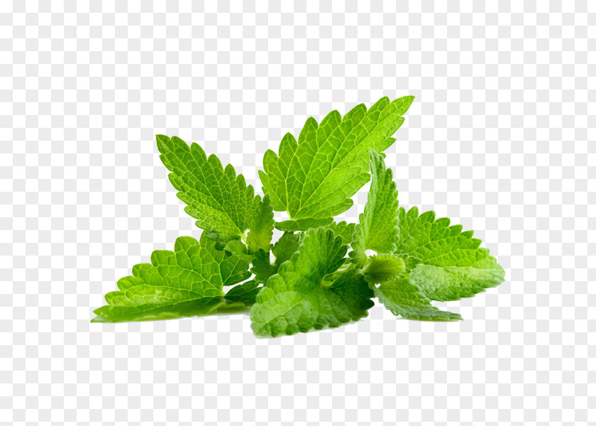Leaf Peppermint Herb Essential Oil PNG