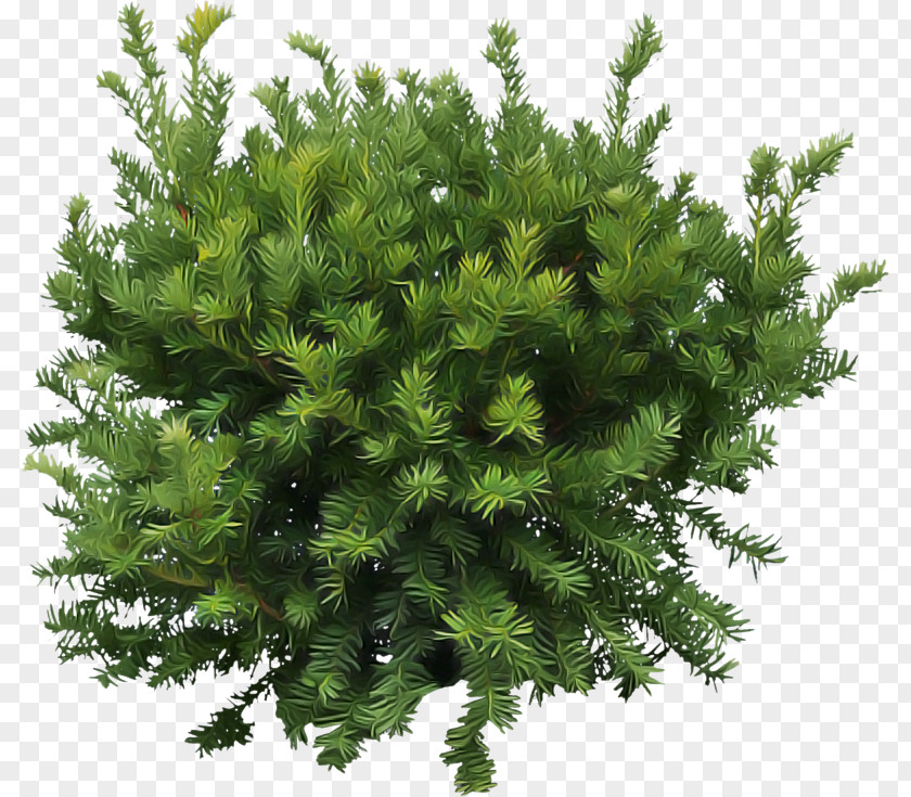 Plant White Pine Tree Yellow Fir Red Juniper PNG