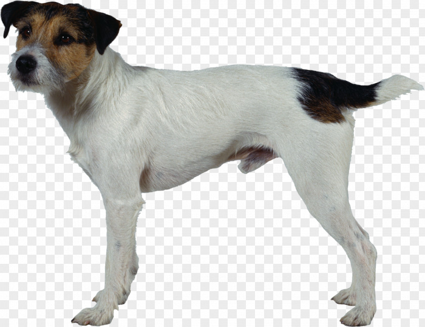 Super Dog Jack Russell Terrier Parson Miniature Fox Smooth Tenterfield PNG
