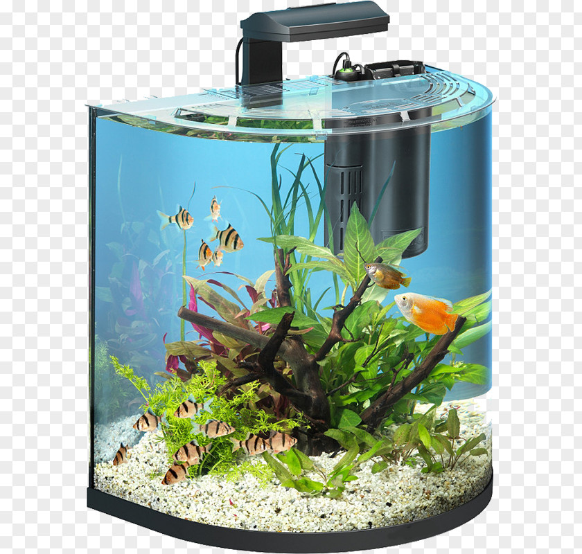 Automatically Changing The Water Tank Goldfish Aquarium Tetra Fishkeeping Filter PNG