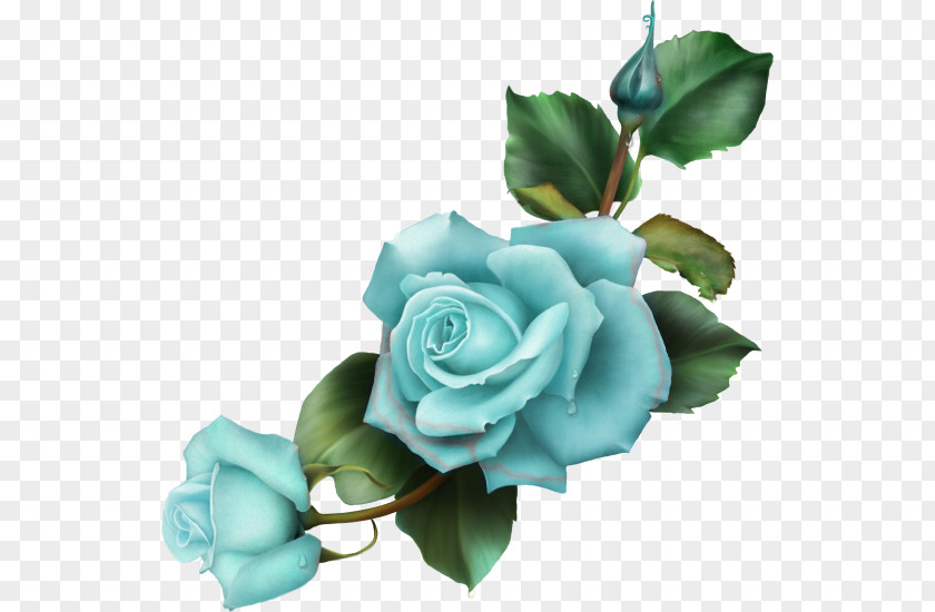 Blue Rose Drawing Flower PNG