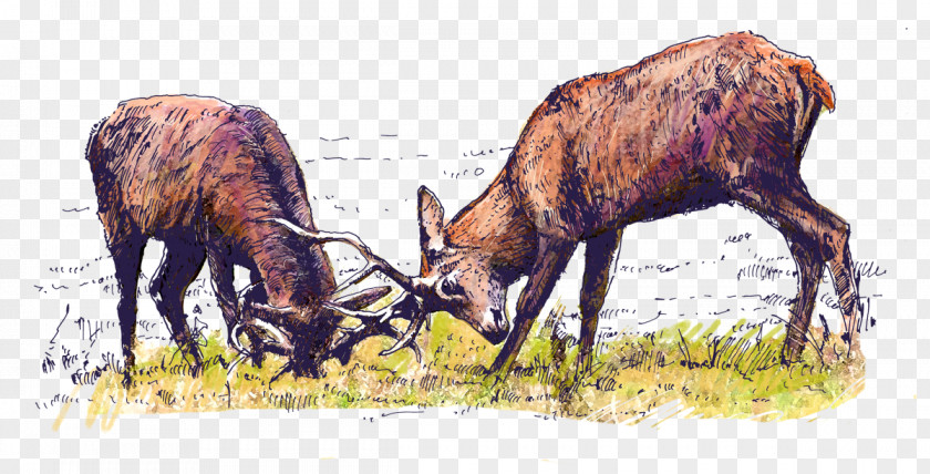 Deer Elk Bison Bonasus Red Antelope PNG