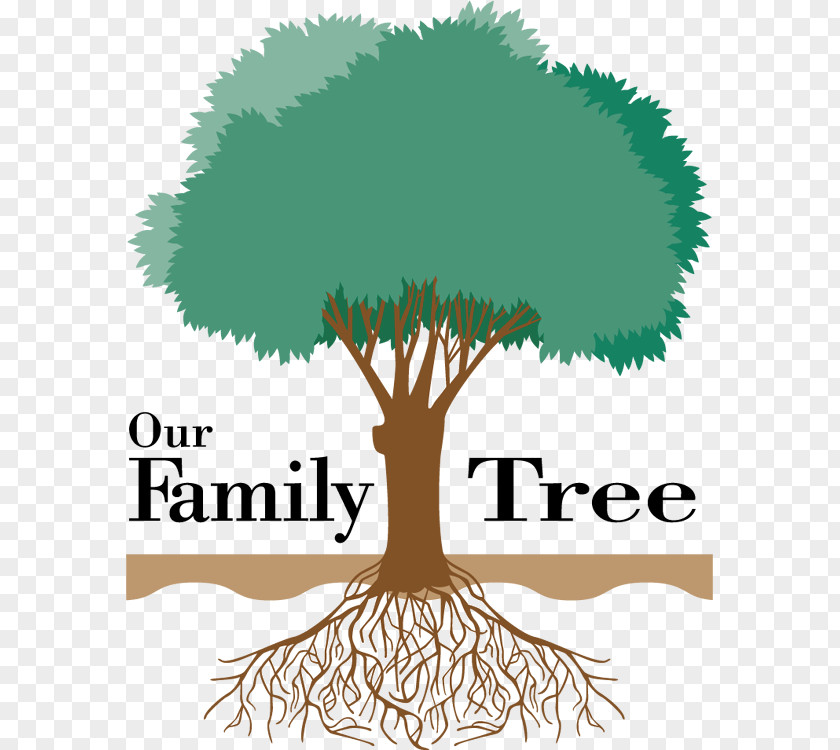Family Tree Genealogy Ancestor Clip Art PNG