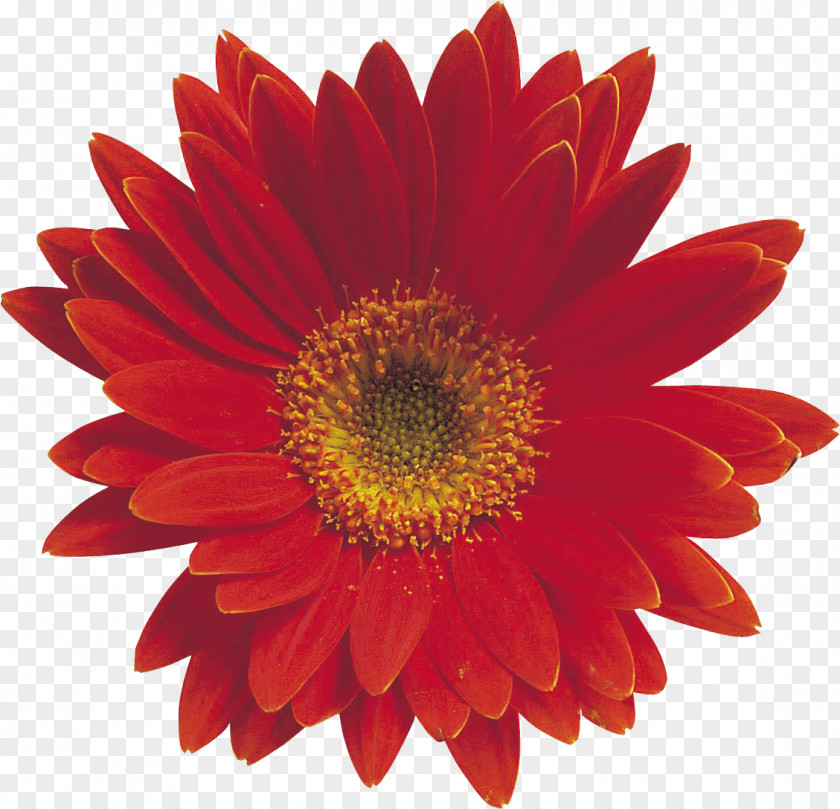 Gerbera Artificial Flower Desktop Wallpaper Clip Art PNG