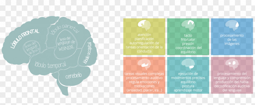 Hand Drawn Brain Dyslexia Attention Deficit Hyperactivity Disorder Agy Learning Disability Prefrontal Cortex PNG