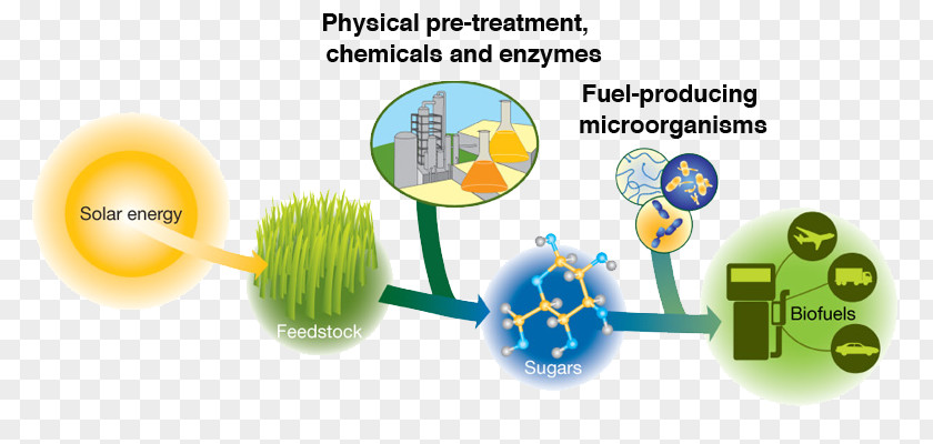 Photosynthetic Bacteria Lignocellulosic Biomass Cellulosic Ethanol Fuel Biofuel Bioenergy PNG