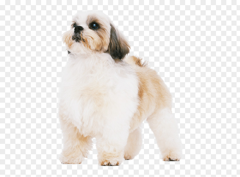 Shihtzu Shih Tzu Havanese Dog Lhasa Apso Puppy Breed PNG