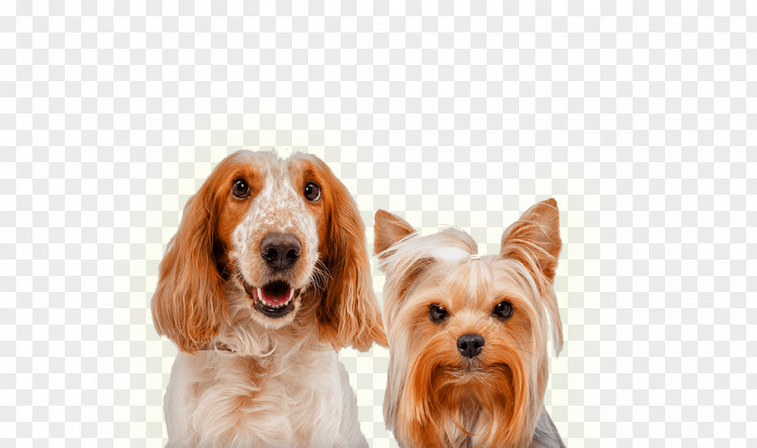 Agency Brochure English Cocker Spaniel Stock Photography Dog Breed Companion PNG